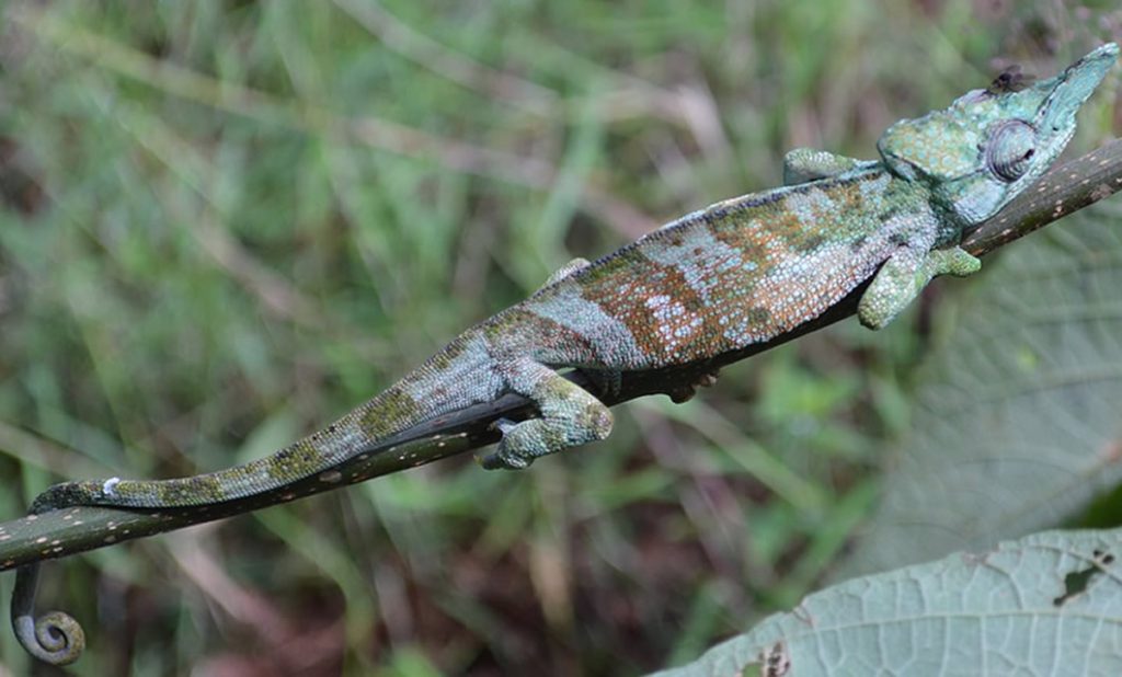 Rwenzori Chameleon