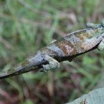 Rwenzori Chameleon